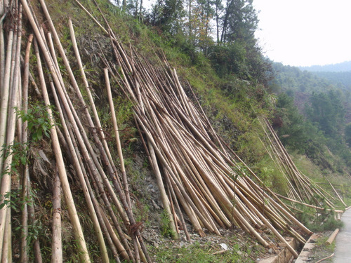 Timber harvesting.